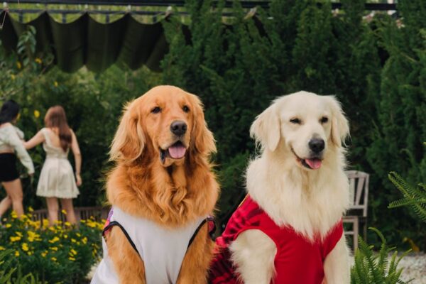 dogs in clothes