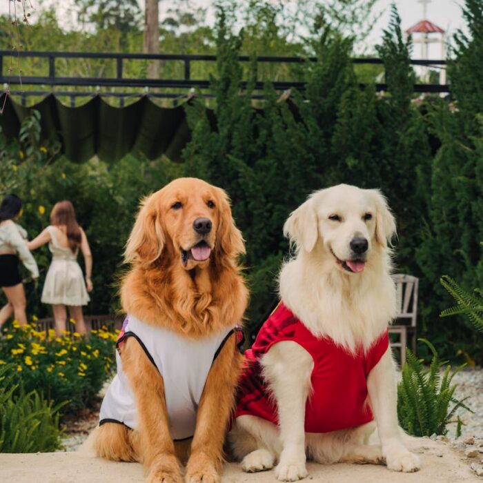 dogs in clothes