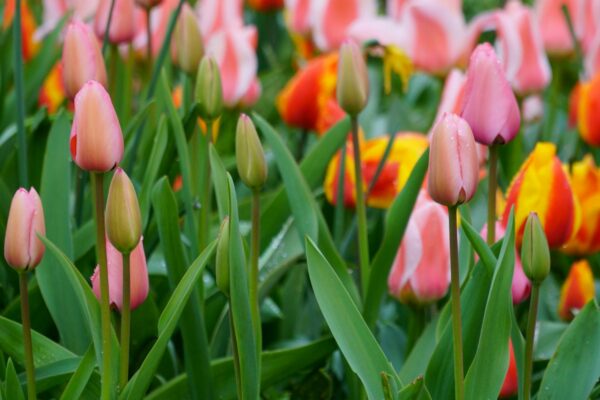vibrant spring tulips in bloom